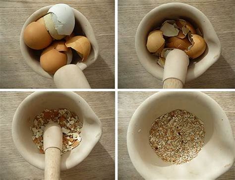 From ftir test we conclude that, different bird's eggshell contains varying percentage of calcium carbonate. How To Make Calcium Supplements from Eggshells - Ask a Prepper