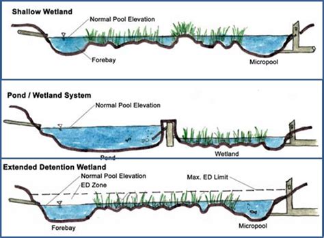 Types of wetlands types of wetlands. Major wetland types | Wetland, Stormwater, Water design