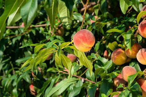 Fresh Ripe Peaches On The Tree Rich Harvest Of Peaches Ripe Fruits