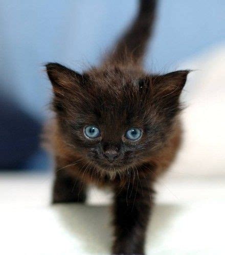 The Black Kitten Cute Black Kitten Black Kitten Cute Cats