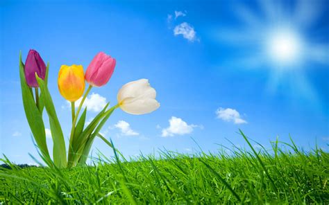 Spring Nature Wallpapers Hd Wallpapers Id 8658