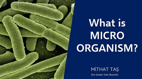 What Is Microorganism Microorganisms Food Safety Healthy Living