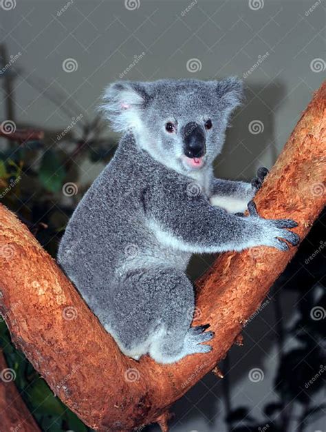 Adorable Baby Koala Stock Image Image Of Animal Cute 70999639