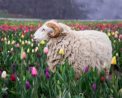 Ram Portrait Sheep Wall Art Spring Flowers Tulip Field Etsy