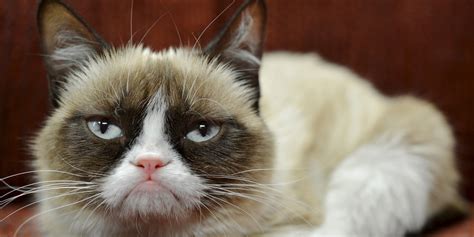 Report That Grumpy Cat Earned 100 Million Is Completely Inaccurate
