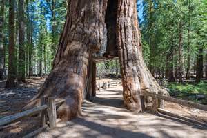 Choose your rental cabin near sequoia national park and kings canyon national park. A Guide to Sequoia National Park | RVshare.com