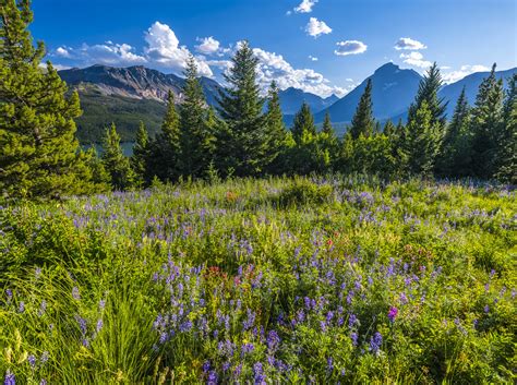 Two Medicine Lake Lupine Wildflowers Superbloom Glacier National Park