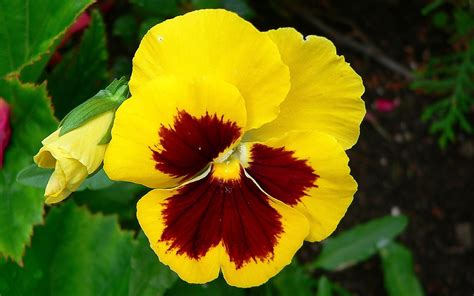 Yellow Pansy Flower Wallpapers And Images Wallpapers Pictures Photos