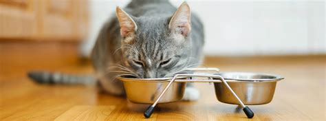 Want to share some of your delicious food with your cat? Cat eating