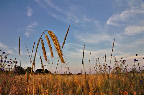 Wallpaper Sky Ecosystem Prairie Field Grassland Cloud Grass