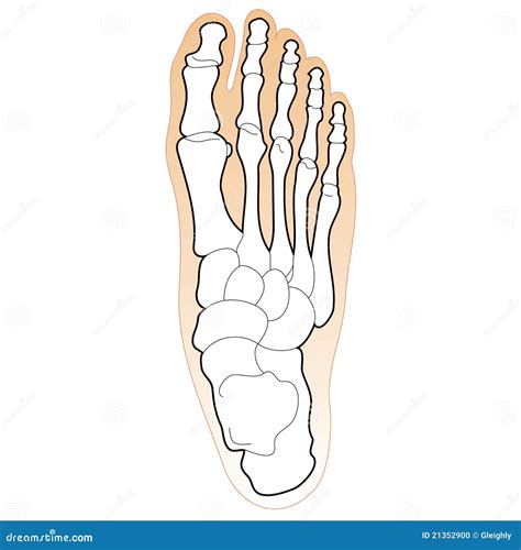 Huesos Del Pie Anatomia