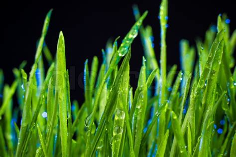 Green Grass Macro Close Up With Water Stock Image Colourbox
