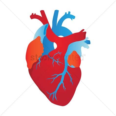 Human Heart Vector Image 1866826 Stockunlimited