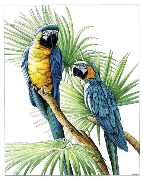 Macaws Pen And Ink And Watercolor 15″ X 20″ Parrots Art Parrot