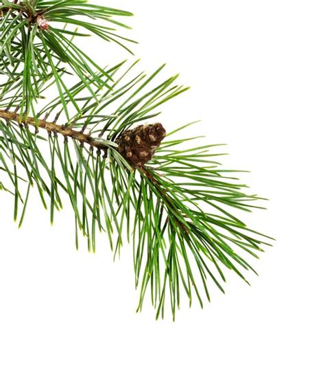 Premium Photo Pine Tree Branch And Cone Isolated On White Background