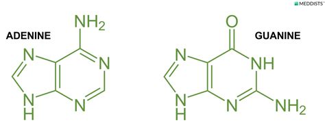 Purine Nucleotide Synthesis Meddists