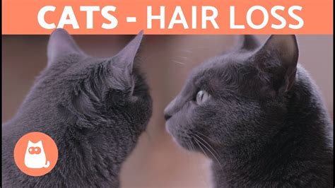 Cat alopecia may be telling of serious medical conditions that need immediate cats with hyperthyroidism have patchy hair loss. Why is My Cat LOSING HAIR? - Molting and Other ...