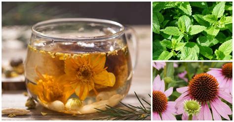 Grow Your Own Plants For Tea 60 Delicious Choices Herbal Plants