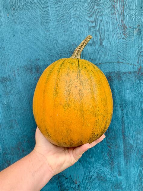 The Best Pumpkin Varieties For Any Occasion Shifting Roots