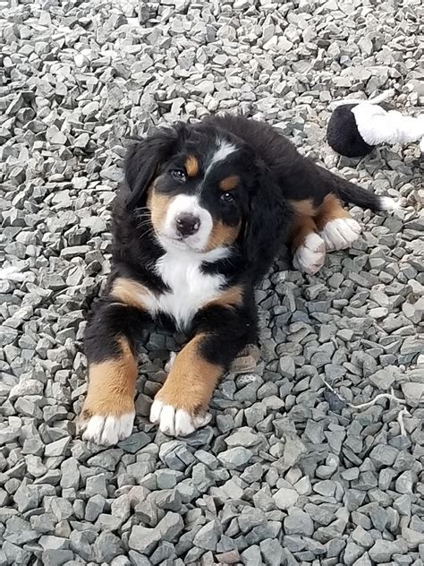 Bernese mountain dogs require frequent human companionship. Bernese Mountain Dog Puppies For Sale | Arlington, WA #302442