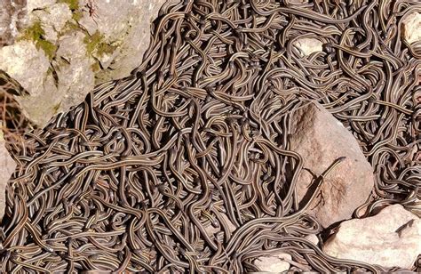 Narcisse Snake Pits In Manitoba Canada Amusing Planet