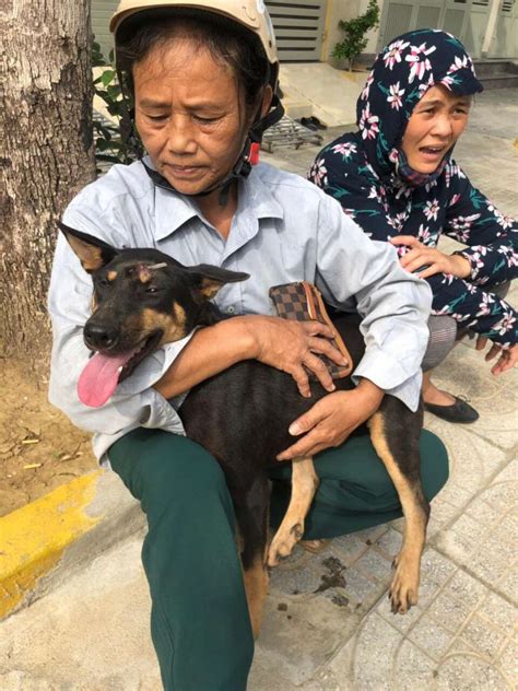 Pet Dogs Stolen For Vietnamese Dog Meat Trade Reunited With Families