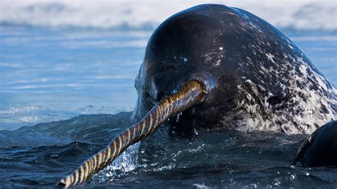Narwhal Facts And Pictures