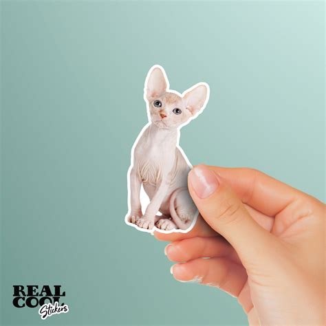 Sphynx Cat Sticker Cat Sticker Cat Decal Hairless Cat Etsy