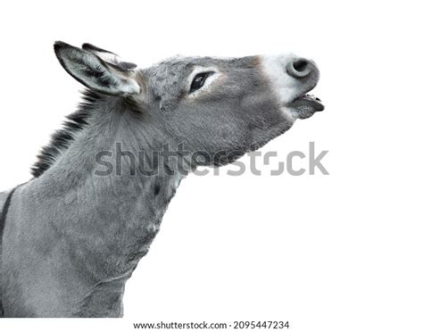 593 Donkey Lips Images Stock Photos 3d Objects And Vectors Shutterstock