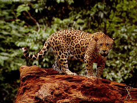 Jaguar Animal Fondos De Pantalla Hd 1080panimal Terrestrefauna