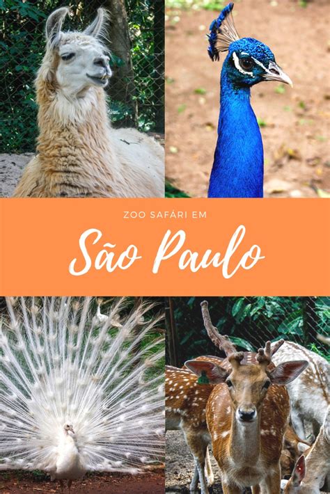 Sao paulo, brazil is the biggest city in south america and an incredible brazilian food and culture. Zoo Safari em São Paulo - Um passeio para todas as idades