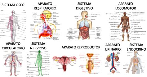Get Cuadro Sinoptico De Los Sistemas Del Cuerpo Humano Png Pedicas Porn Sex Picture