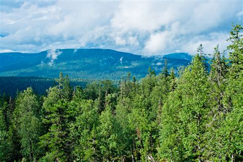 Boreal Forests Reversing Land Degradation Can Provide