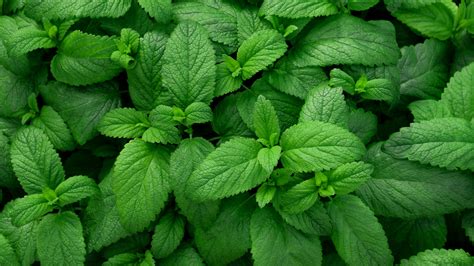 Mint Vs Peppermint Whats The Difference