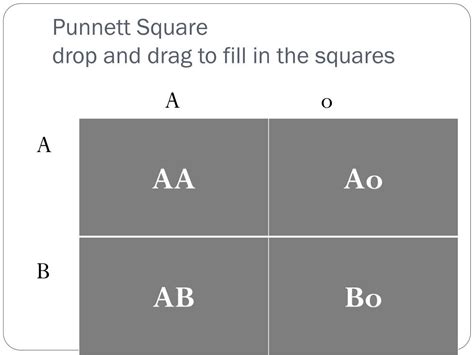 Ppt Blood Type Inheritance And The Punnett Square Powerpoint Presentation Id