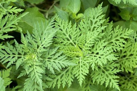 Ambrosia artemisiifolia, with the common names common ragweed, annual ragweed, and low ragweed, is a species of the genus ambrosia native to regions of the americas. L'ambroisie, plante ennemie des allergiques, est très rare ...