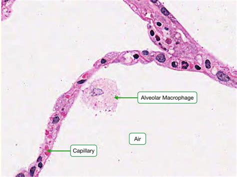 Respiratory Pneumocytes Alveolar Cells Histology Histology Slides The