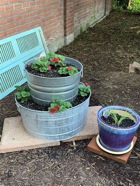 Strawberries In Tiered Containers Galvanized Buckets Plants Garden