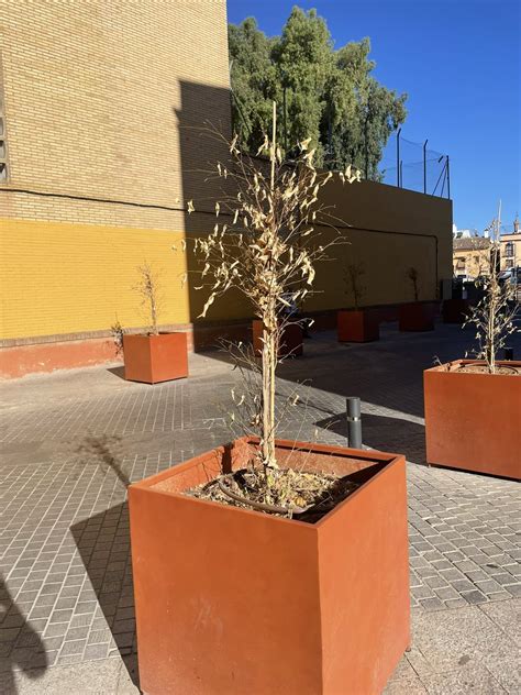 Tranvía Verde Sevilla on Twitter Así están los macetones que pusieron