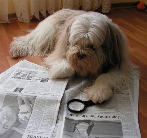 Dog Reads Newspaper Big Paw Blog