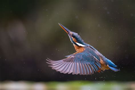 Download Water Drop Macro Animal Kingfisher Hd Wallpaper
