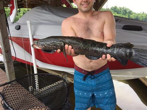 Lake anna is known for its water recreational activities such as fishing or boating due to its beautiful lake however hiking and picnicking are other popular activities that can be looking for a great trail in lake anna state park, virginia? Invasive northern snakehead's impact on Va.'s Lake Anna ...