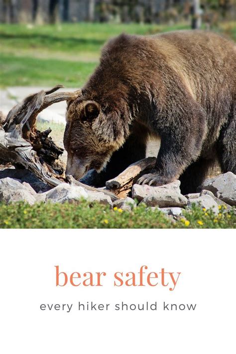 Stay Safe On The Trail With These Bear Safety Tips These Safety Tips