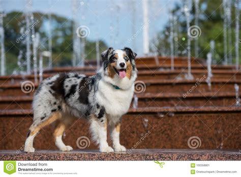 Australian Shepherd Dog Posing In The Park Stock Image Image Of