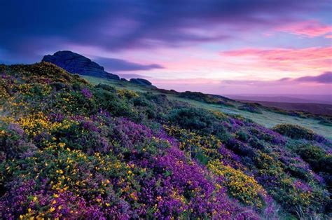 Purple Flower Field Landscape Photography Pinterest Posts