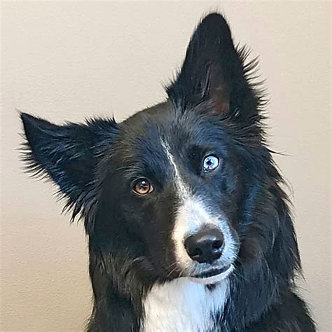 10 Border Collie Mixes That Blend Beauty And Brains Daily Paws