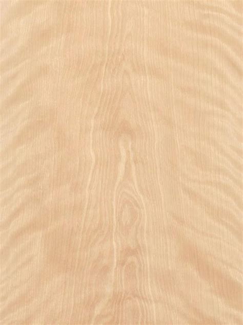 White Birch Wood Texture Color Pattern