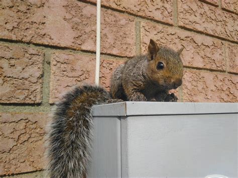 Okanagan Wildlife Control 3 Ways Squirrels Use Their Tails