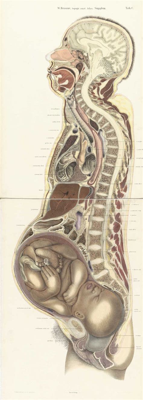 Pregnant Female Body Cross Section By Wilhelm Braune From
