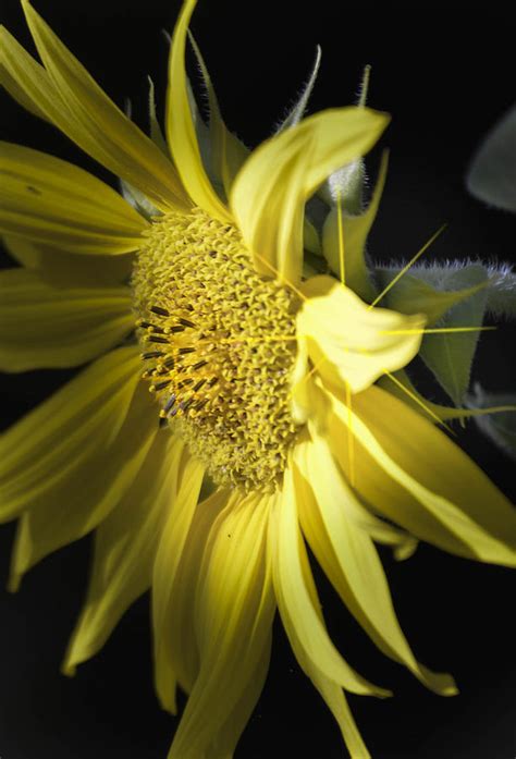 Yellowstar Photograph By Rae Ann M Garrett Fine Art America